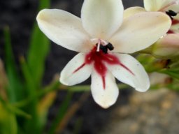 Tritonia undulata flower